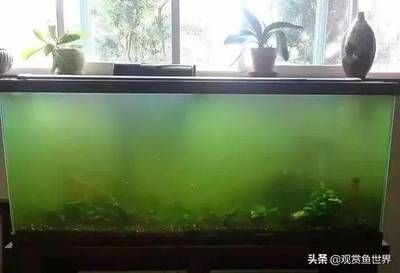 如何清除魚缸壁上的綠苔(如何清除魚缸壁上的綠苔,清除魚缸壁上的綠苔是一項常見且必要的維護工作) 魚缸百科 第5張 如何清除魚缸壁上的綠苔(如何清除魚缸壁上的綠苔,清除魚缸壁上的綠苔是一項常見且必要的維護工作) 如何清除魚缸壁上的綠苔(如何清除魚缸壁上的綠苔,清除魚缸壁上的綠苔是一項常見且必要的維護工作) 魚缸百科 第5張