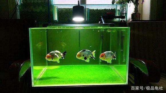 如何清除魚缸壁上的綠苔(如何清除魚缸壁上的綠苔,清除魚缸壁上的綠苔是一項常見且必要的維護工作) 魚缸百科 第3張 如何清除魚缸壁上的綠苔(如何清除魚缸壁上的綠苔,清除魚缸壁上的綠苔是一項常見且必要的維護工作) 如何清除魚缸壁上的綠苔(如何清除魚缸壁上的綠苔,清除魚缸壁上的綠苔是一項常見且必要的維護工作) 魚缸百科 第3張