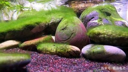 如何清除魚缸壁上的綠苔(如何清除魚缸壁上的綠苔,清除魚缸壁上的綠苔是一項常見且必要的維護工作) 魚缸百科 第4張 如何清除魚缸壁上的綠苔(如何清除魚缸壁上的綠苔,清除魚缸壁上的綠苔是一項常見且必要的維護工作) 如何清除魚缸壁上的綠苔(如何清除魚缸壁上的綠苔,清除魚缸壁上的綠苔是一項常見且必要的維護工作) 魚缸百科 第4張