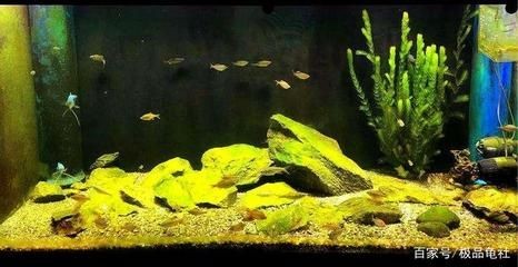 如何清除魚缸壁上的綠苔(如何清除魚缸壁上的綠苔,清除魚缸壁上的綠苔是一項常見且必要的維護工作) 魚缸百科 第2張 如何清除魚缸壁上的綠苔(如何清除魚缸壁上的綠苔,清除魚缸壁上的綠苔是一項常見且必要的維護工作) 如何清除魚缸壁上的綠苔(如何清除魚缸壁上的綠苔,清除魚缸壁上的綠苔是一項常見且必要的維護工作) 魚缸百科 第2張