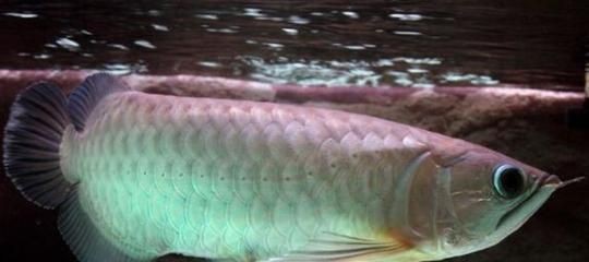 龍魚為什么做手術不能吃了：龍魚手術后如何護理掉眼手術后不能吃魚的主要原因