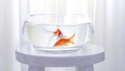 紅色的魚缸（紅色魚缸在風(fēng)水學(xué)中有著怎樣的作用？）