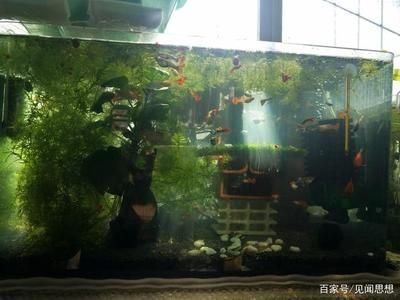 魚缸的水渾濁怎么清理（魚缸水渾濁怎么清理）