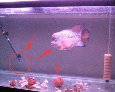 魚缸的水渾濁怎么清理（魚缸水渾濁怎么清理）