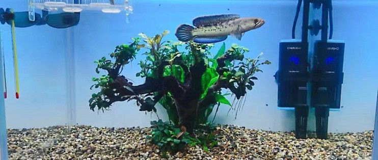 金晶超白魚缸品牌：金晶超白魚缸品牌對比金晶超白魚缸與其他品牌對比