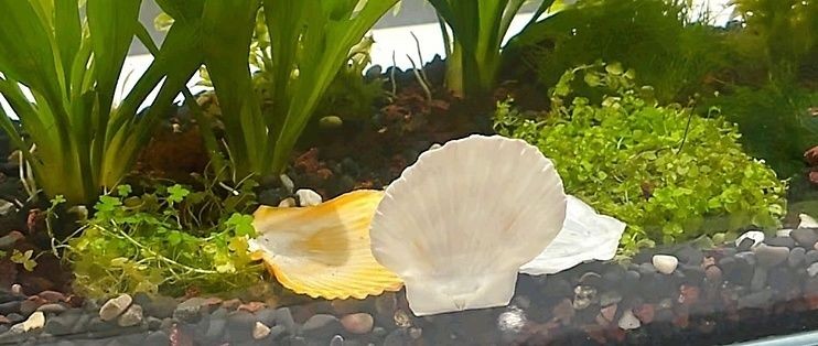 金晶超白魚缸品牌：金晶超白魚缸品牌對比金晶超白魚缸與其他品牌對比