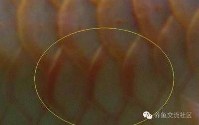 龍魚疾病圖解圖片欣賞視頻：龍魚疾病及其癥狀圖解圖解圖解龍魚疾病預(yù)防措施