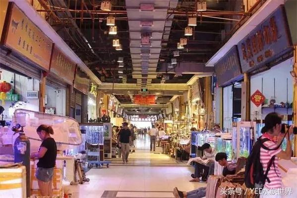 魚缸老板：“魚缸老板”的具體信息并沒有直接相關的詳細信息