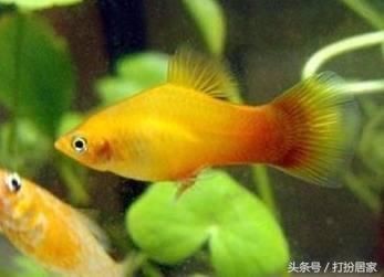魚缸過濾系統(tǒng)大揭秘魚缸過濾系統(tǒng)大揭秘魚缸過濾系統(tǒng)大揭秘：養(yǎng)魚與生態(tài)平衡
