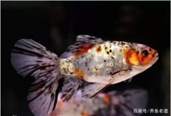 魚缸過濾系統(tǒng)大揭秘魚缸過濾系統(tǒng)大揭秘魚缸過濾系統(tǒng)大揭秘：養(yǎng)魚與生態(tài)平衡