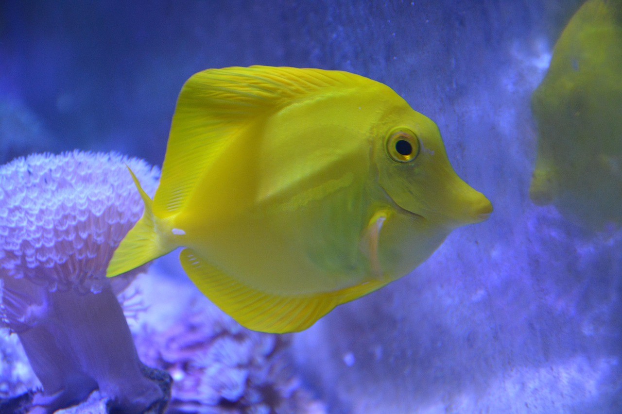 庫爾勒經(jīng)濟技術開發(fā)區(qū)魚樂園水族館（庫爾勒水族館在哪）