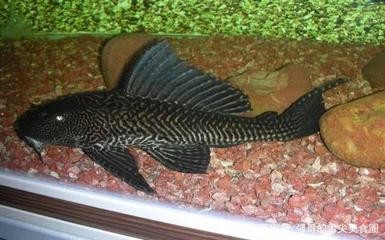 彩蝶魚缸型號（彩蝶魚缸c款定制流程） 彩蝶魚缸型號（彩蝶魚缸c款定制流程） 魚缸百科