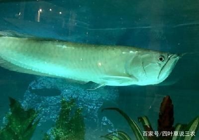 龍魚喜歡吃泥鰍嗎：龍魚喜歡吃泥鰍嗎，