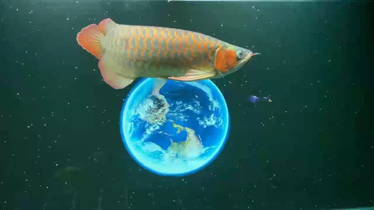 靜靜看魚 靜靜看魚 龍魚論壇