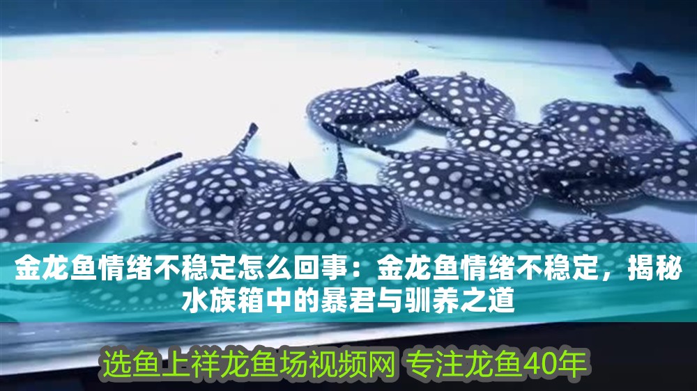 金龍魚情緒不穩(wěn)定怎么回事：金龍魚情緒不穩(wěn)定，揭秘水族箱中的暴君與馴養(yǎng)之道