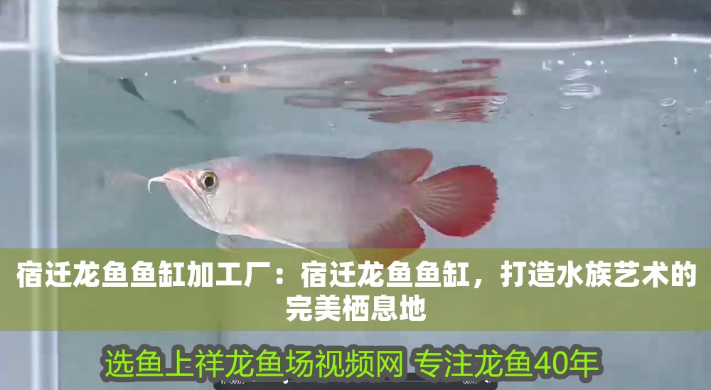 宿遷龍魚魚缸加工廠：宿遷龍魚魚缸，打造水族藝術的完美棲息地