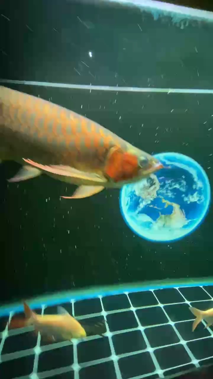 這裝態……