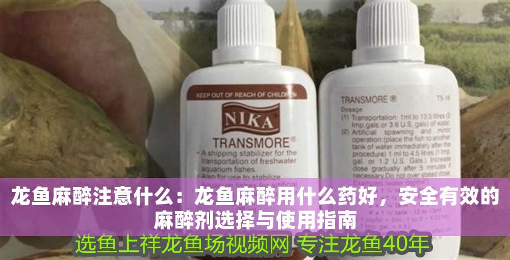 龍魚麻醉注意什么：龍魚麻醉用什么藥好，安全有效的麻醉劑選擇與使用指南
