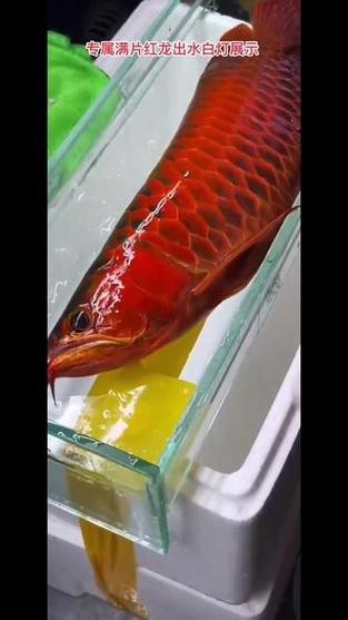 紅龍魚用白燈還是黃燈好呢圖片