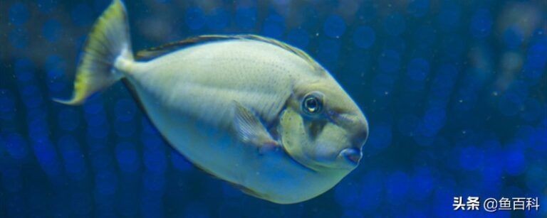 魚缸魚在下面不動怎么辦,如何判斷魚缸水質(zhì)是否合格魚缸水溫調(diào)節(jié)的最佳方法 龍魚百科 第1張 魚缸魚在下面不動怎么辦,如何判斷魚缸水質(zhì)是否合格魚缸水溫調(diào)節(jié)的最佳方法 魚缸魚在下面不動怎么辦,如何判斷魚缸水質(zhì)是否合格魚缸水溫調(diào)節(jié)的最佳方法 龍魚百科 第1張