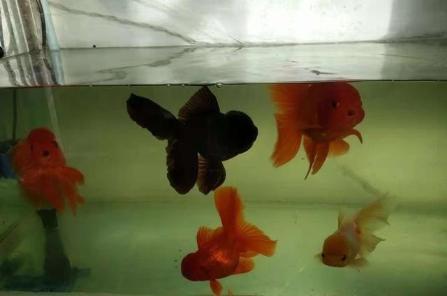 魚缸水質檢測的重要性：魚缸水質檢測對于養魚愛好者來說至關重要