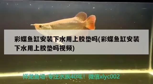 佳寶的魚缸怎么樣：佳寶魚缸在淘寶和京東等電商平臺上廣受歡迎
