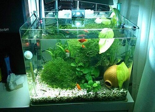 魚缸里花：魚缸養花如何選擇合適的植物，魚缸養花的日常維護技巧