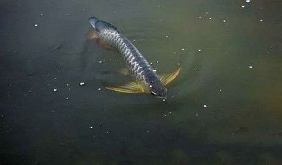 龍魚的體型：龍魚的體型特征