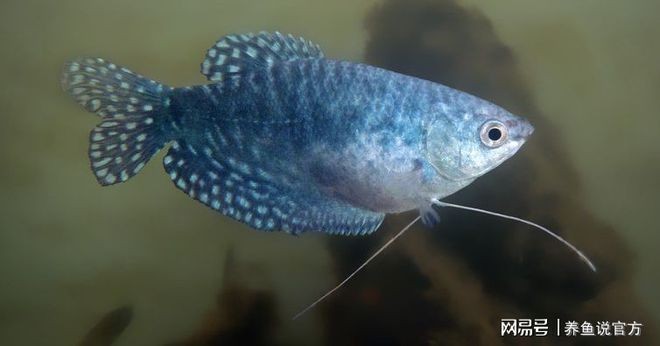 如何檢測魚缸中的有害物質(zhì)：如何檢測魚缸中有害物質(zhì)