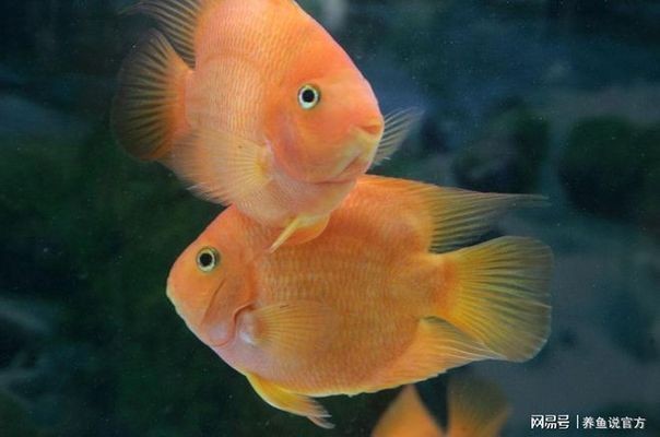 如何檢測魚缸中的有害物質(zhì)：如何檢測魚缸中有害物質(zhì)
