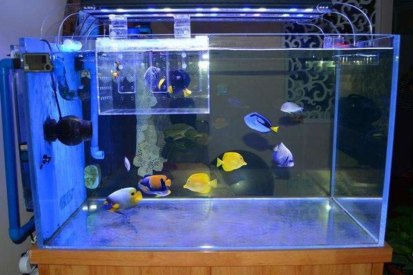如何檢測魚缸中的有害物質(zhì)：如何檢測魚缸中有害物質(zhì)