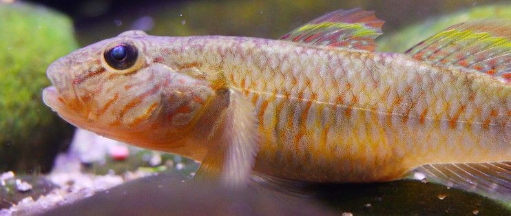 魚缸ink：關(guān)于魚缸ink的詳情介紹