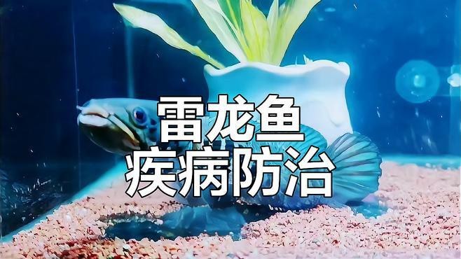 如何預(yù)防雷龍魚(yú)眼睛外凸