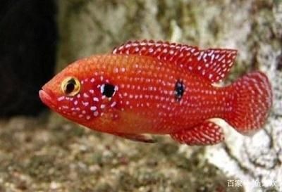 紅寶石魚能和龍魚混養嗎：紅寶石魚能與龍魚混養嗎？