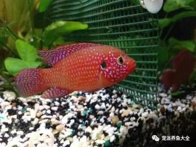 紅寶石魚能和龍魚混養嗎：紅寶石魚能與龍魚混養嗎？