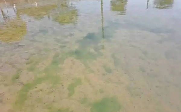 鶴崗龍魚魚缸加工廠:鶴崗龍魚魚缸,北國小城的異域水族美學 魚缸百科 第3張 鶴崗龍魚魚缸加工廠:鶴崗龍魚魚缸,北國小城的異域水族美學 鶴崗龍魚魚缸加工廠:鶴崗龍魚魚缸,北國小城的異域水族美學 魚缸百科 第3張