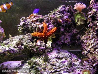 海星魚缸材質選擇合適的魚缸材質選擇合適的魚缸材質選擇：海星魚缸與普通魚缸有什么區別 海星魚缸材質選擇合適的魚缸材質選擇合適的魚缸材質選擇：海星魚缸與普通魚缸有什么區別 魚缸百科 第1張