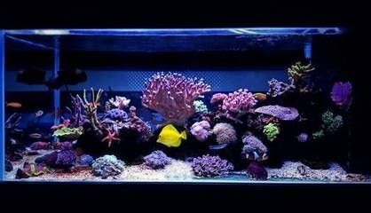 海星魚缸材質選擇合適的魚缸材質選擇合適的魚缸材質選擇：海星魚缸與普通魚缸有什么區別 海星魚缸材質選擇合適的魚缸材質選擇合適的魚缸材質選擇：海星魚缸與普通魚缸有什么區別 魚缸百科 第2張