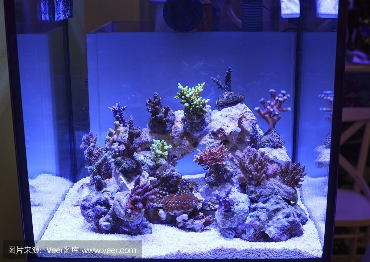 海星魚缸材質選擇合適的魚缸材質選擇合適的魚缸材質選擇：海星魚缸與普通魚缸有什么區別 海星魚缸材質選擇合適的魚缸材質選擇合適的魚缸材質選擇：海星魚缸與普通魚缸有什么區別 魚缸百科 第3張