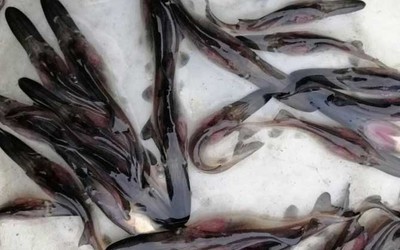 中國十大名牌魚