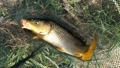 中國十大名牌魚