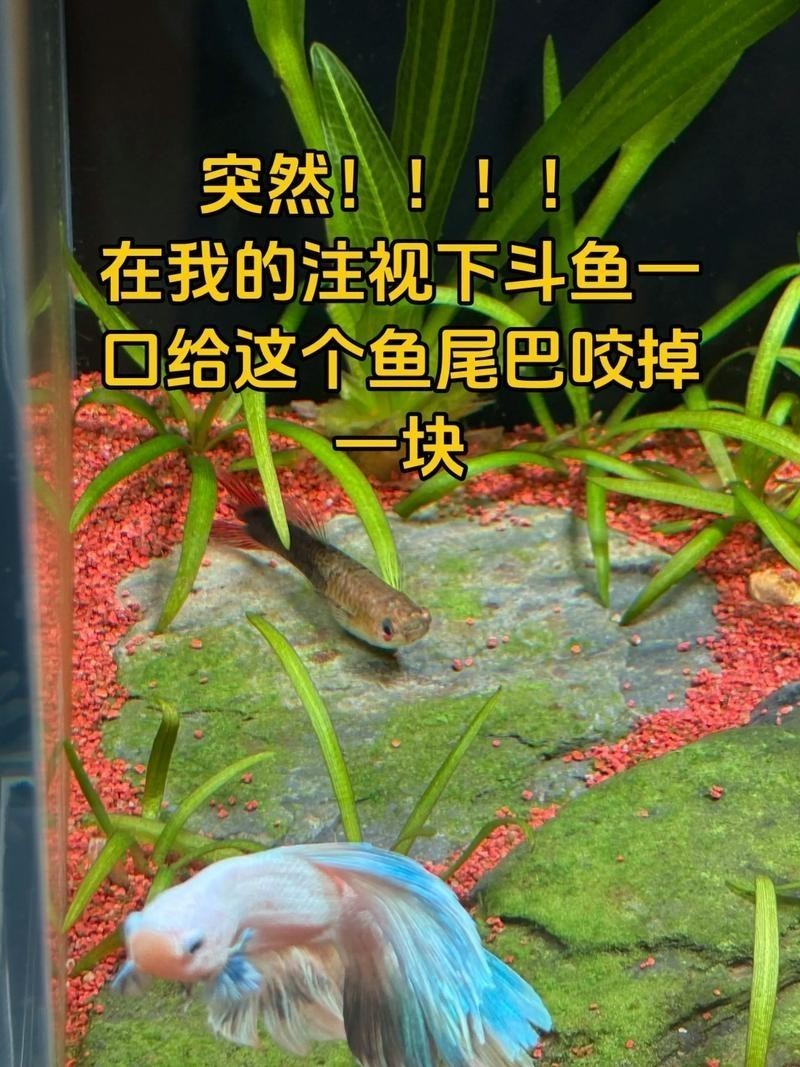 雷龍魚可以和銀龍魚混養(yǎng)嗎圖片欣賞