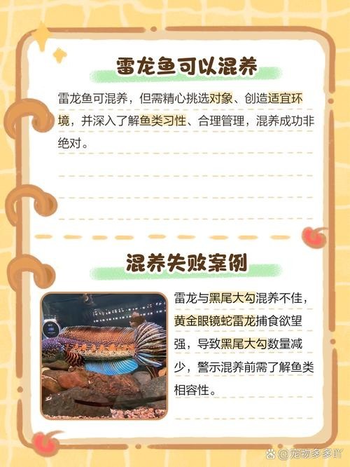 雷龍魚可以和銀龍魚混養(yǎng)嗎圖片欣賞