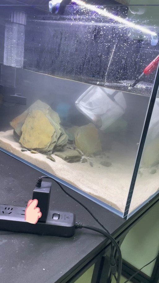 雷龍魚可以和銀龍魚混養(yǎng)嗎圖片欣賞