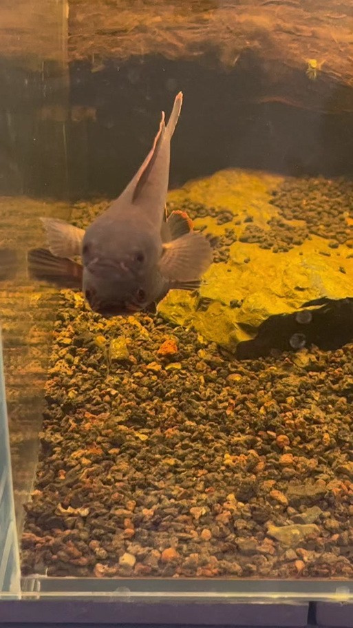 雷龍魚可以和銀龍魚混養(yǎng)嗎圖片欣賞