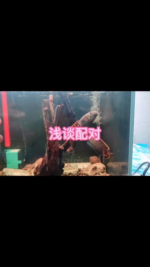 雷龍魚可以和銀龍魚混養(yǎng)嗎圖片欣賞