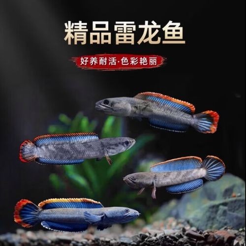 雷龍魚可以和銀龍魚混養(yǎng)嗎圖片欣賞