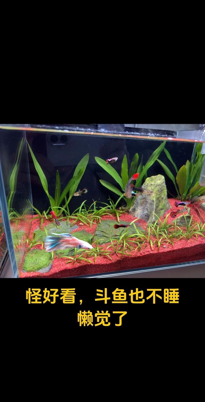 雷龍魚可以和銀龍魚混養(yǎng)嗎圖片欣賞