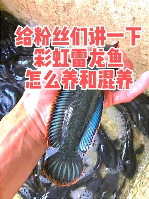 雷龍魚可以和銀龍魚混養(yǎng)嗎圖片欣賞