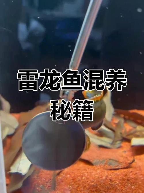 雷龍魚可以和銀龍魚混養(yǎng)嗎圖片欣賞